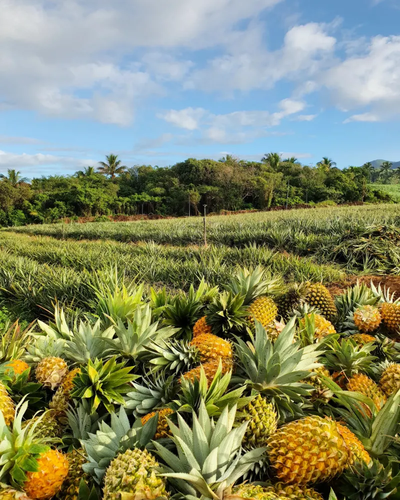 Les ananas du jardin, juste récoltés, devant les rangs de la plantation