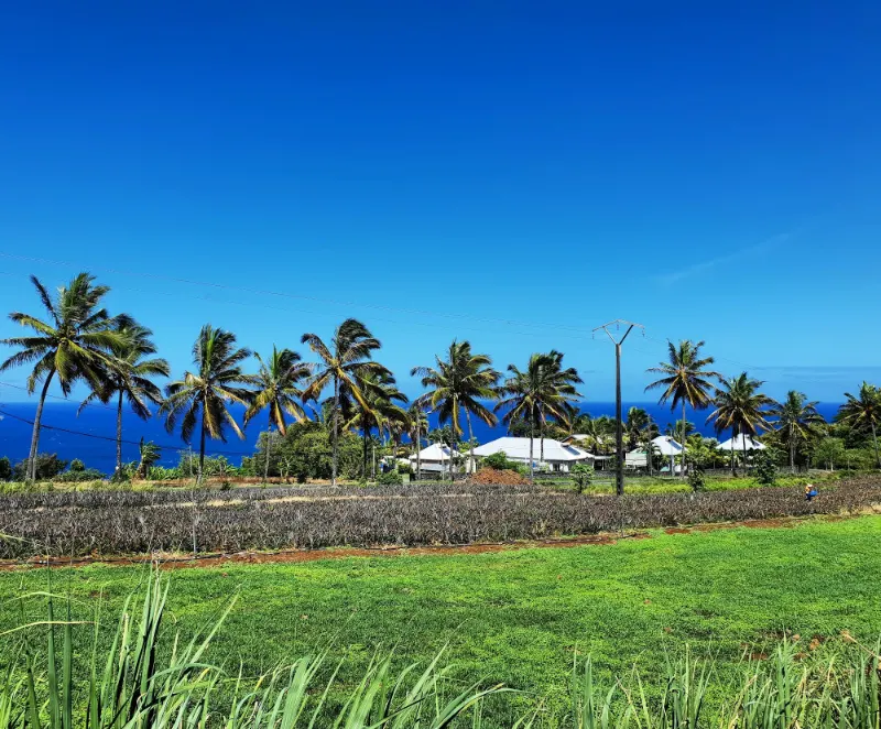 Les cocotiers, la plantation d'ananas et l'océan au loin