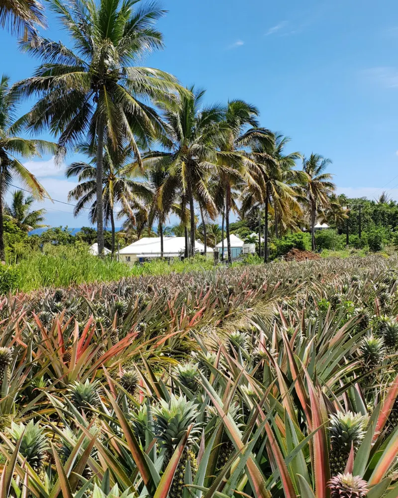 Les rangs d'ananas de la plantation, avec les cocotiers et les toits blancs derrière